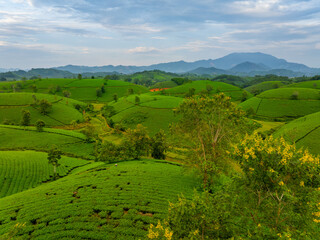 Aerial view of Long Coc tea hills, Phu Tho province, Vietnam. Beautiful green tea plantation in Vietnam. Nature background.