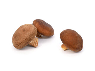 Fresh shiitake mushrooms isolated on white background.