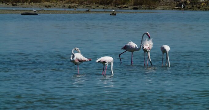 Group of flamingos feeding in bay at Sitra, Bahrain