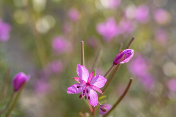 Fototapeta premium Pink flowers of the rare species Saponaria intermedia. Blurred natural background.
