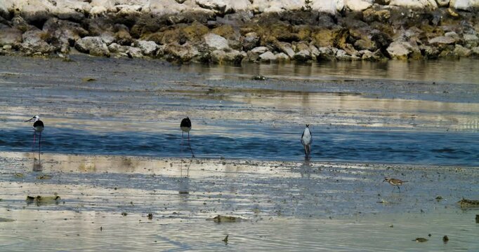 Three black-winged stilts feeding in bay at Sitra, Bahrain