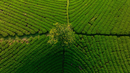 Aerial view of Long Coc tea hills, Phu Tho province, Vietnam. Beautiful green tea plantation in Vietnam. Nature background.