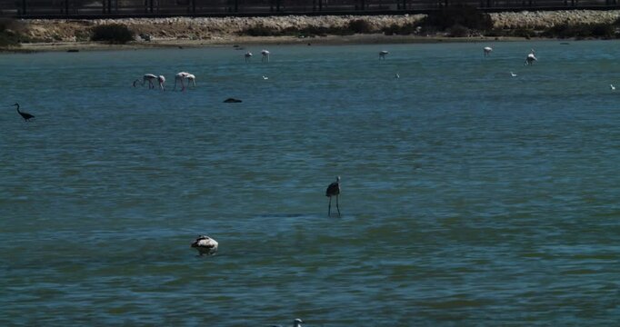 Migrant marine birds feeding in bay at Sitra, Bahrain
