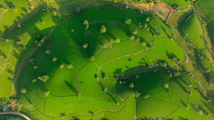 Aerial view of Long Coc tea hills, Phu Tho province, Vietnam. Beautiful green tea plantation in Vietnam. Nature background.