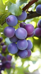 Delicate clusters of ripe purple grapes hanging from a lush green vine in sunlight