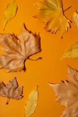 Autumn background with dry maple and oak leaves on brown background. Holiday sesonal concept