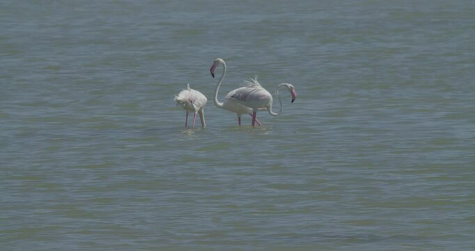 Three wintering flamingos feeding in Sitra, Bahrain