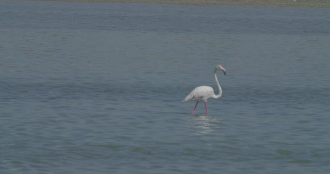 Wintering flamingo feeding in bay water in Sitra, Bahrain