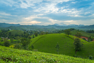 Obraz premium Aerial view of Long Coc tea hills, Phu Tho province, Vietnam. Beautiful green tea plantation in Vietnam. Nature background.
