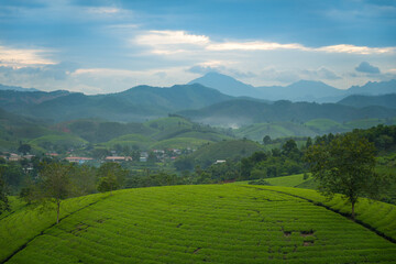 Obraz premium Aerial view of Long Coc tea hills, Phu Tho province, Vietnam. Beautiful green tea plantation in Vietnam. Nature background.