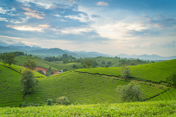 Obraz premium Aerial view of Long Coc tea hills, Phu Tho province, Vietnam. Beautiful green tea plantation in Vietnam. Nature background.