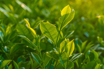 Natural green leaves plants using as spring background cover page environment ecology or greenery...