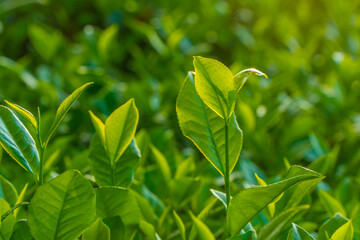Natural green leaves plants using as spring background cover page environment ecology or greenery...
