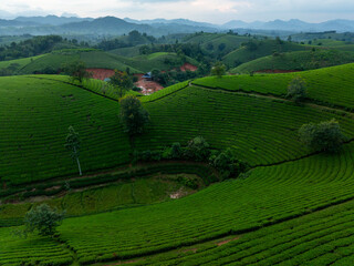 Aerial view of Long Coc tea hills, Phu Tho province, Vietnam. Beautiful green tea plantation in Vietnam. Nature background.