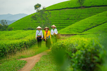 An ethnic Muong woman harvesting green tea on Long Coc tea hill, Phu Tho province, Vietnam