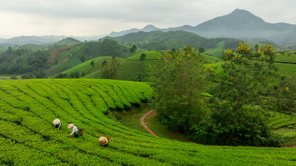 An ethnic Muong woman harvesting green tea on Long Coc tea hill, Phu Tho province, Vietnam. Aerial view