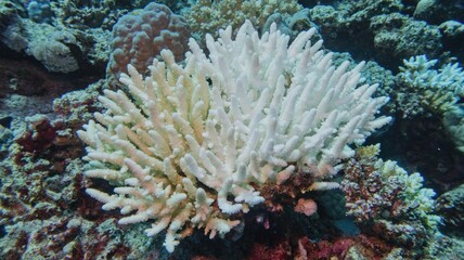 Coral bleaching of Acropora hard corals  - process when corals become white. Global warming impact.