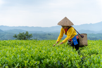 An ethnic Muong woman harvesting green tea on Long Coc tea hill, Phu Tho province, Vietnam