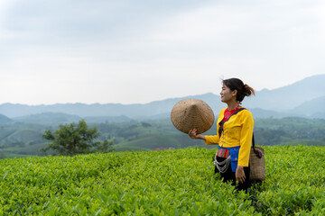 An ethnic Muong woman harvesting green tea on Long Coc tea hill, Phu Tho province, Vietnam