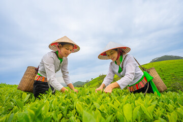 An ethnic Muong woman harvesting green tea on Long Coc tea hill, Phu Tho province, Vietnam