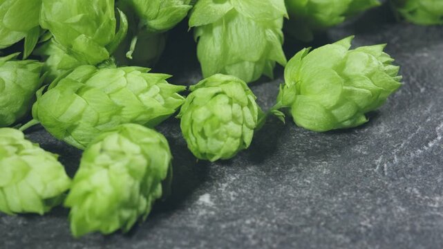 green ripe hop cones. Beer production ingredient. Ingredients for the preparation of organic beer.