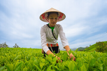 An ethnic Muong woman harvesting green tea on Long Coc tea hill, Phu Tho province, Vietnam