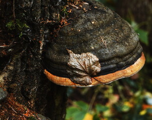 Fungi Large Close-Up Natural Autumn Colors Woodland Scene Leaf