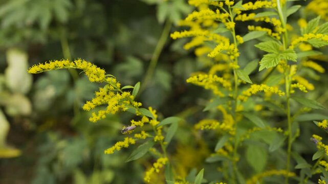 Solidago canadensis blooms wildly in nature in late summer.