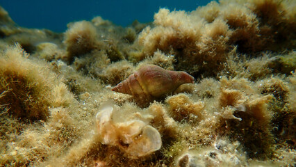 Sea snail horn whelk or spindle euthria whelk (Euthria cornea) undersea, Aegean Sea, Greece, Halkidiki, Kakoudia beach