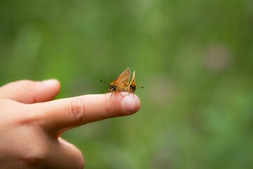 Butterfly perched on child's finger against green background.