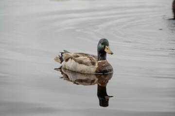 Duck swimming with reflection on calm lake.