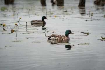 Ducks swimming in a serene lake with water lilies.