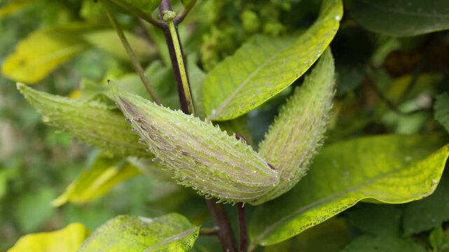 Glade in forest of green pods asclepias syriaca with seeds. Common milkweed plant with textured immature fruits. Follicles of wild syrian milkwort in late summer. Stem and capsule of perennial weed.