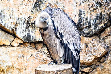 Image of a griffon vulture in captivity in a recovery center in the province of Lerida