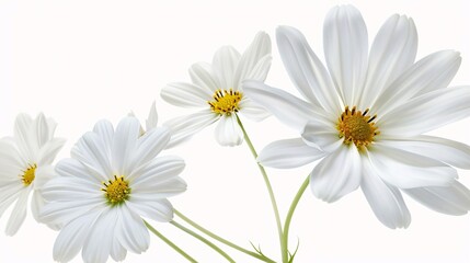 Fototapeta premium White Flowers on White: A Floral Photography Study