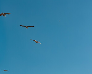 Three flying seagulls from below and a air plane far awy on the blue sky. Nature, wildlife theme, wing, feather, water bird. Blue sky over the North Sea