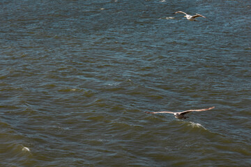 Flying seagulls above the North Sea. Nature, wildlife theme, wing, feather, water bird. North Sea