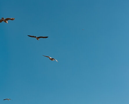 Three flying seagulls from below and a air plane far awy on the blue sky. Nature, wildlife theme, wing, feather, water bird. Blue sky over the North Sea