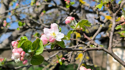 branches of blooming apple tree in the spring close up