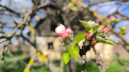 branches of blooming apple tree in the spring close up