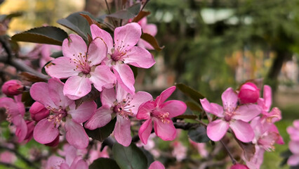 branches of blooming apple tree in the spring close up