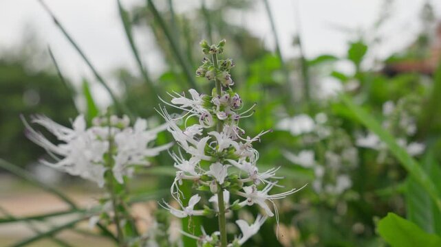White Cat Whiskers (Java Tea) Plant Growing On A Single Stem.