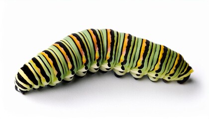 Monarch Butterfly Caterpillar on White 