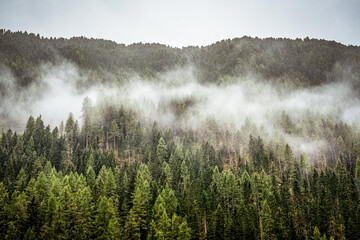 Fototapeta premium Nebel zieht über den Wald