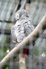 Fototapeta premium African gray parrot tropical bird
