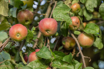 Close-up of ripe apples hanging on a tree branch with green leaves in an orchard on a sunny day. Concept of organic farming, fruit harvest, and natural food production