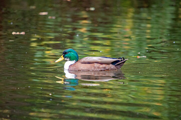 Männliche Stockente schwimmt ruhig auf dem Wasser