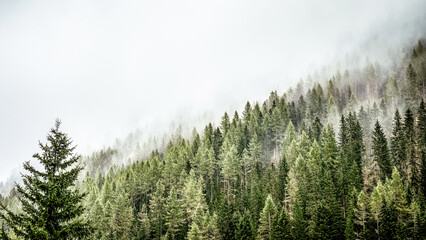 Nebel zieht über die Bäume
