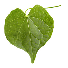 Elegant single redbud leaf on a transparent background, emphasizing its heart-like shape and vibrant green color.