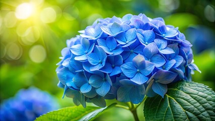 A vibrant blue hydrangea bloom basks in the warm glow of sunlight, showcasing intricate details of its delicate petals and the lush green leaves surrounding it.
